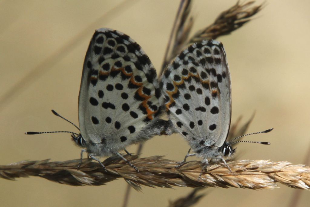 M e F  : foto di coppia